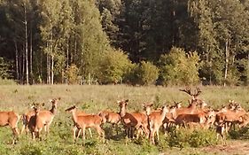 Deer Spa / Elniu Spa